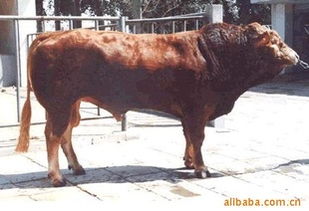 優質肉牛投資指南 山東億財牧業的低風險飼養與銷售前景